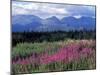 Fireweed Blooms near Kluane National Park, Yukon, Canada-Paul Souders-Mounted Premium Photographic Print