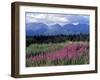 Fireweed Blooms near Kluane National Park, Yukon, Canada-Paul Souders-Framed Photographic Print