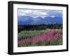 Fireweed Blooms near Kluane National Park, Yukon, Canada-Paul Souders-Framed Photographic Print