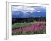 Fireweed Blooms near Kluane National Park, Yukon, Canada-Paul Souders-Framed Photographic Print