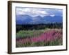 Fireweed Blooms near Kluane National Park, Yukon, Canada-Paul Souders-Framed Photographic Print