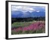 Fireweed Blooms near Kluane National Park, Yukon, Canada-Paul Souders-Framed Photographic Print