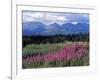 Fireweed Blooms near Kluane National Park, Yukon, Canada-Paul Souders-Framed Photographic Print