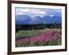 Fireweed Blooms near Kluane National Park, Yukon, Canada-Paul Souders-Framed Photographic Print