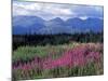 Fireweed Blooms near Kluane National Park, Yukon, Canada-Paul Souders-Mounted Photographic Print