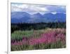 Fireweed Blooms near Kluane National Park, Yukon, Canada-Paul Souders-Framed Photographic Print