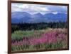 Fireweed Blooms near Kluane National Park, Yukon, Canada-Paul Souders-Framed Photographic Print