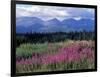 Fireweed Blooms near Kluane National Park, Yukon, Canada-Paul Souders-Framed Photographic Print