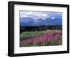 Fireweed Blooms near Kluane National Park, Yukon, Canada-Paul Souders-Framed Photographic Print