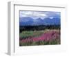 Fireweed Blooms near Kluane National Park, Yukon, Canada-Paul Souders-Framed Photographic Print