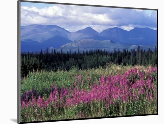 Fireweed Blooms near Kluane National Park, Yukon, Canada-Paul Souders-Mounted Photographic Print