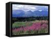 Fireweed Blooms near Kluane National Park, Yukon, Canada-Paul Souders-Framed Stretched Canvas