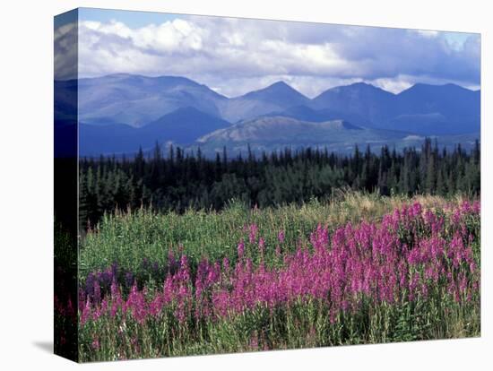 Fireweed Blooms near Kluane National Park, Yukon, Canada-Paul Souders-Stretched Canvas