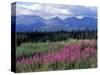 Fireweed Blooms near Kluane National Park, Yukon, Canada-Paul Souders-Stretched Canvas