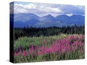 Fireweed Blooms near Kluane National Park, Yukon, Canada-Paul Souders-Stretched Canvas