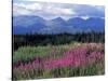 Fireweed Blooms near Kluane National Park, Yukon, Canada-Paul Souders-Stretched Canvas