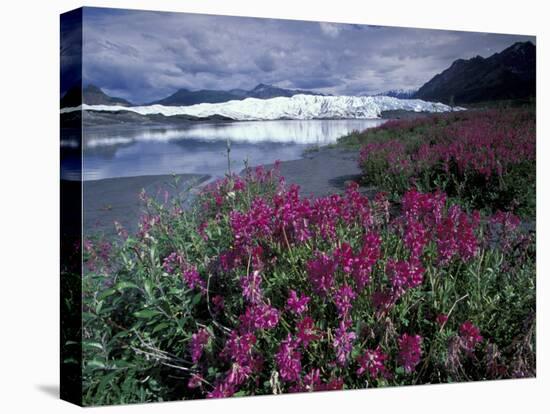 Fireweed Blossoms, Matanuska Glacier, Chugach Range, Alaska, USA-Paul Souders-Stretched Canvas