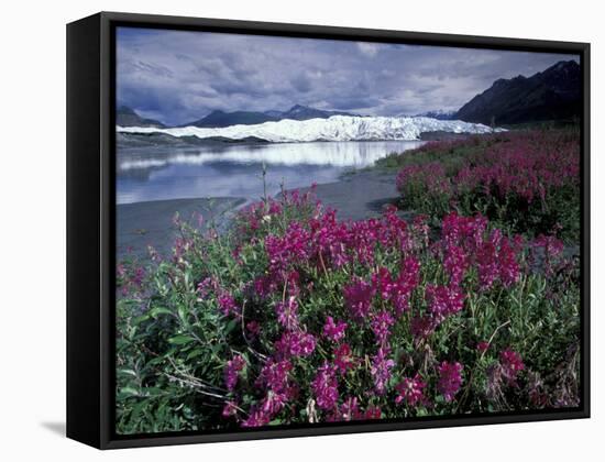 Fireweed Blossoms, Matanuska Glacier, Chugach Range, Alaska, USA-Paul Souders-Framed Stretched Canvas