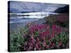 Fireweed Blossoms, Matanuska Glacier, Chugach Range, Alaska, USA-Paul Souders-Stretched Canvas