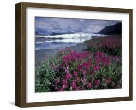 Fireweed Blossoms, Matanuska Glacier, Chugach Range, Alaska, USA-Paul Souders-Framed Photographic Print