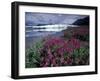 Fireweed Blossoms, Matanuska Glacier, Chugach Range, Alaska, USA-Paul Souders-Framed Photographic Print