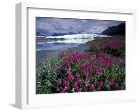 Fireweed Blossoms, Matanuska Glacier, Chugach Range, Alaska, USA-Paul Souders-Framed Photographic Print