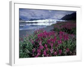 Fireweed Blossoms, Matanuska Glacier, Chugach Range, Alaska, USA-Paul Souders-Framed Photographic Print