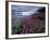 Fireweed Blossoms, Matanuska Glacier, Chugach Range, Alaska, USA-Paul Souders-Framed Photographic Print