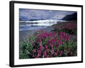 Fireweed Blossoms, Matanuska Glacier, Chugach Range, Alaska, USA-Paul Souders-Framed Photographic Print