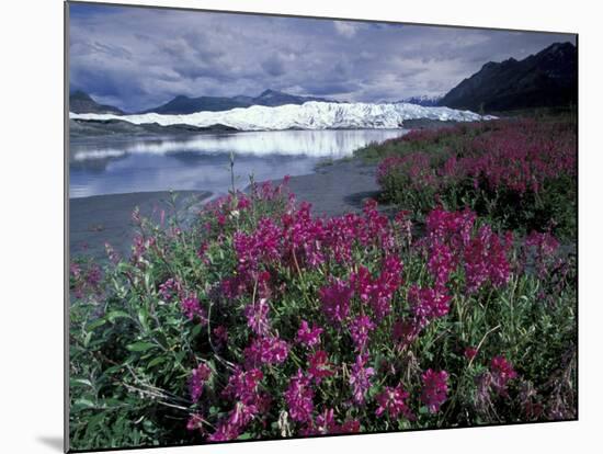 Fireweed Blossoms, Matanuska Glacier, Chugach Range, Alaska, USA-Paul Souders-Mounted Photographic Print