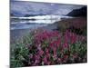 Fireweed Blossoms, Matanuska Glacier, Chugach Range, Alaska, USA-Paul Souders-Mounted Photographic Print