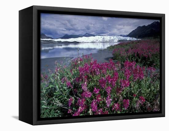 Fireweed Blossoms, Matanuska Glacier, Chugach Range, Alaska, USA-Paul Souders-Framed Stretched Canvas