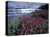 Fireweed Blossoms, Matanuska Glacier, Chugach Range, Alaska, USA-Paul Souders-Stretched Canvas