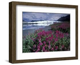 Fireweed Blossoms, Matanuska Glacier, Chugach Range, Alaska, USA-Paul Souders-Framed Photographic Print