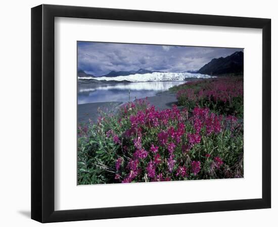 Fireweed Blossoms, Matanuska Glacier, Chugach Range, Alaska, USA-Paul Souders-Framed Photographic Print