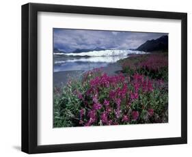 Fireweed Blossoms, Matanuska Glacier, Chugach Range, Alaska, USA-Paul Souders-Framed Photographic Print