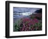 Fireweed Blossoms, Matanuska Glacier, Chugach Range, Alaska, USA-Paul Souders-Framed Photographic Print