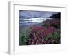 Fireweed Blossoms, Matanuska Glacier, Chugach Range, Alaska, USA-Paul Souders-Framed Photographic Print