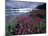 Fireweed Blossoms, Matanuska Glacier, Chugach Range, Alaska, USA-Paul Souders-Mounted Photographic Print