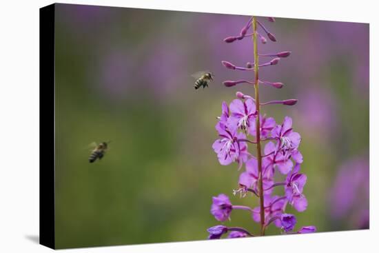 Fireweed (Chamerion Angustifolium) with Bees in Flight, Triglav Np, Slovenia, August-Zupanc-Stretched Canvas