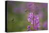Fireweed (Chamerion Angustifolium) with Bees in Flight, Triglav Np, Slovenia, August-Zupanc-Stretched Canvas