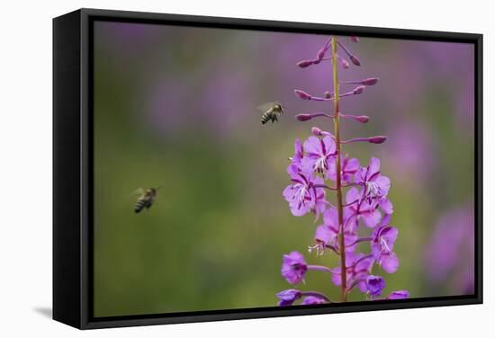 Fireweed (Chamerion Angustifolium) with Bees in Flight, Triglav Np, Slovenia, August-Zupanc-Framed Stretched Canvas