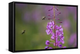 Fireweed (Chamerion Angustifolium) with Bees in Flight, Triglav Np, Slovenia, August-Zupanc-Framed Stretched Canvas