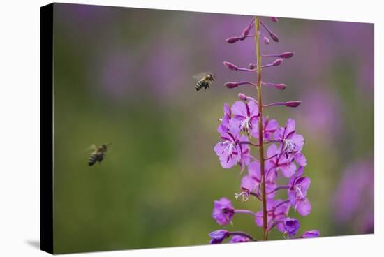 Fireweed (Chamerion Angustifolium) with Bees in Flight, Triglav Np, Slovenia, August-Zupanc-Stretched Canvas