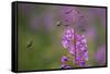 Fireweed (Chamerion Angustifolium) with Bees in Flight, Triglav Np, Slovenia, August-Zupanc-Framed Stretched Canvas