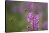 Fireweed (Chamerion Angustifolium) with Bees in Flight, Triglav Np, Slovenia, August-Zupanc-Stretched Canvas