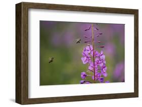 Fireweed (Chamerion Angustifolium) with Bees in Flight, Triglav Np, Slovenia, August-Zupanc-Framed Photographic Print