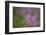 Fireweed (Chamerion Angustifolium) with Bees in Flight, Triglav Np, Slovenia, August-Zupanc-Framed Photographic Print