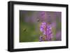 Fireweed (Chamerion Angustifolium) with Bees in Flight, Triglav Np, Slovenia, August-Zupanc-Framed Photographic Print