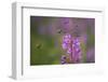 Fireweed (Chamerion Angustifolium) with Bees in Flight, Triglav Np, Slovenia, August-Zupanc-Framed Photographic Print